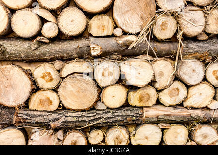 Closeup shot di una pila di taglio fresco tronchi di legno Foto Stock