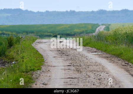 Strada di campagna passando attraverso colline nella foresta Foto Stock