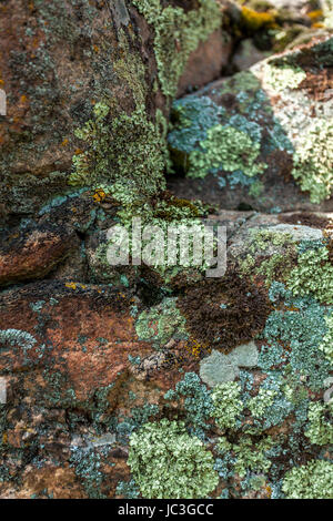 Primo piano di muschi e licheni crescono su pietra a monte Foto Stock