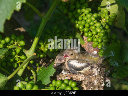 Eurasian tree sparrow (Passer montanus). neonato uccelli nel nido su un vigneto Foto Stock