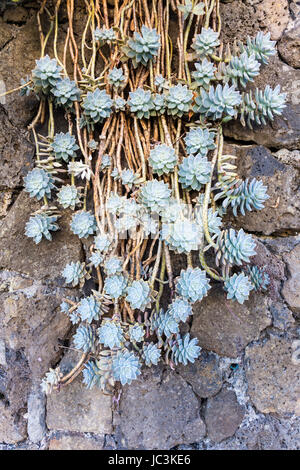 Succulente cactus rose rampicanti crescente verso il basso una parete Foto Stock