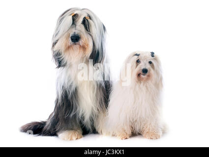 Coton de tulear e barbuto collie davanti a uno sfondo bianco Foto Stock