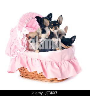 Cuccioli chihuahua davanti a uno sfondo bianco Foto Stock