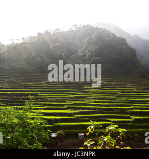 La sfocatura nelle Filippine terrazza campo per coultivation di riso di Banaue sito UNESCO Foto Stock