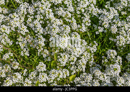 Sfondo di il popolare giardino alyssum annuale fiore bianco Foto Stock