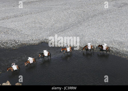 Muli laddened verso il basso e facendo trekking bagagli su per il fiume kali Nandaki Nadi Mustang in Nepal Foto Stock