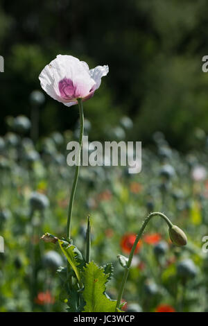 Dettaglio foto di viola bianco papavero (Papaver somniferum) bloom e bud su un campo Foto Stock
