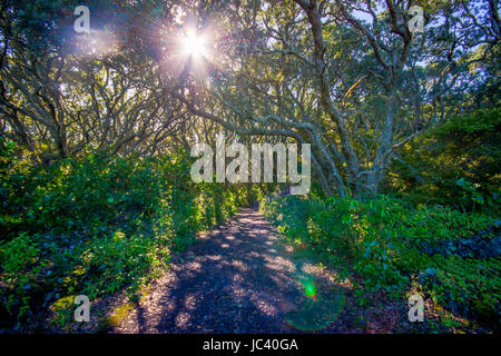 Bellissima via di passaggio per la montagna di origine vulcanica Rangitoto Island, in una giornata di sole perfetta per le escursioni. Foto Stock