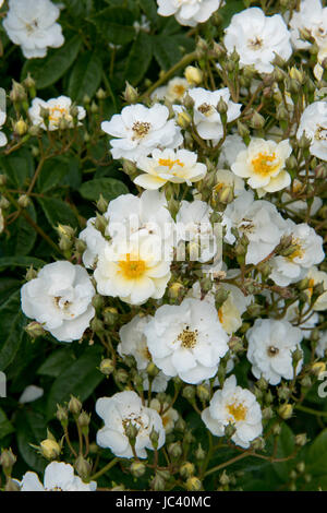 Frondose fiori su un rimescolamento Rambling Rector rosa rampicante, Berkshire, Giugno Foto Stock