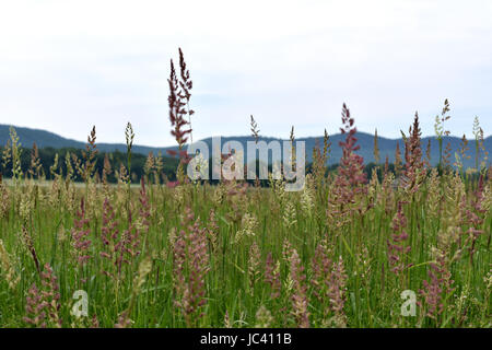 Una vista panoramica su erba alta prato alle sette sorella la linea di colmo del Holyoke gamma. Foto Stock