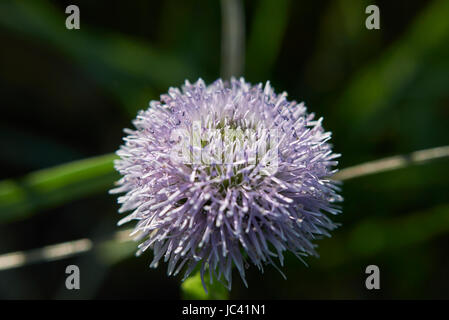 Globularia Punctata Foto Stock