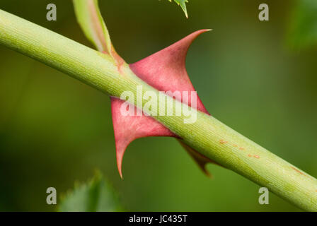 Spina di rosa Foto Stock