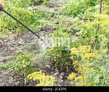 Irrorazione di insetticida sul paese giardino in estate Foto Stock