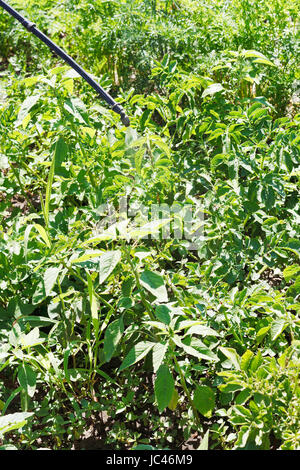 Irrorazione di insetticida sulla piantagione di patate in giardino in estate Foto Stock