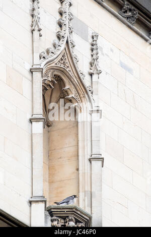 Falcon urbano su una sporgenza del Pitt edificio a Cambridge, Inghilterra, Regno Unito. Foto Stock