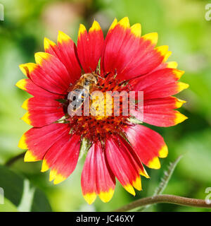 Bee sips blossom il nettare dai fiori gaillardia nel giorno di estate Foto Stock