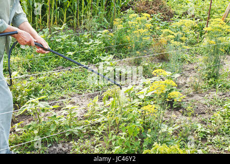 Agricoltore la spruzzatura di pesticidi sul paese giardino in estate Foto Stock