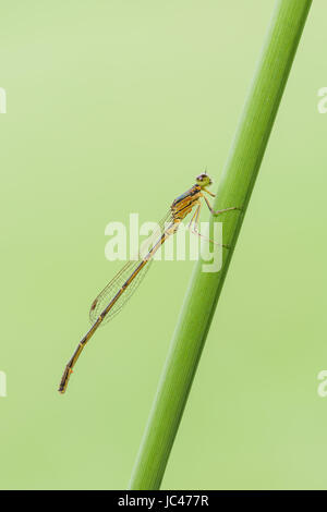 Un maschio teneral Forktail fragile (Ischnura posita) damselfly posatoi su un impianto di stelo. Foto Stock