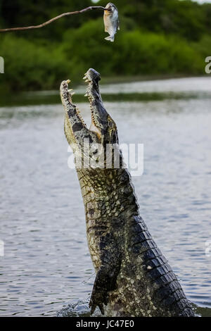 Caimano nero salta fuori dell'acqua per ottenere esca, Pantanal, Brasile Foto Stock