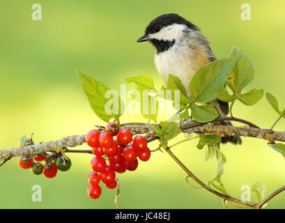 Un black-capped Luisa pausa tra nightshade bacche durante l'estate nei boschi di nord. Foto Stock