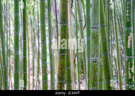 Il bambù coperto di graffiti Foto Stock