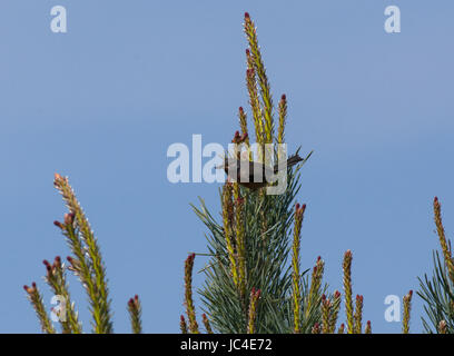 Dartford trillo, Sylvia undata, con spider preda arroccato su albero di pino con cielo azzurro sfondo in Dorset, Regno Unito Foto Stock