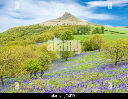 Roseberry Topping e Bluebells in boschi di Newton, North York Moors National Park, North Yorkshire, Inghilterra. Regno Unito Foto Stock