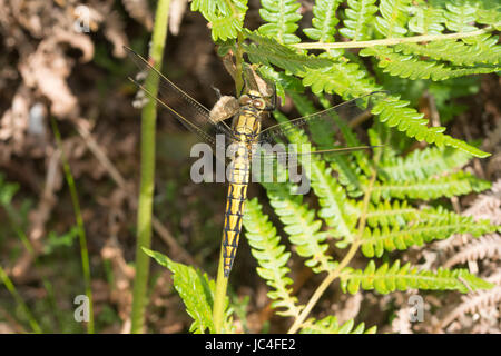 Nero-tailed skimmer dragonfly femmina (Orthetrum cancellatum) consumando una falena Foto Stock