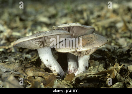 Campo Blewit - Lepista saeva Foto Stock