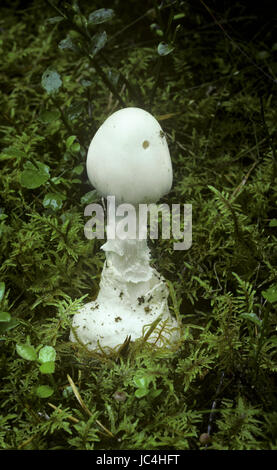 Angelo distruttore - Amanita virosa Foto Stock