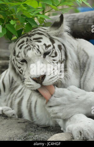 La tigre bianca o imbianchiti tiger è la pigmentazione variante della tigre del Bengala Foto Stock