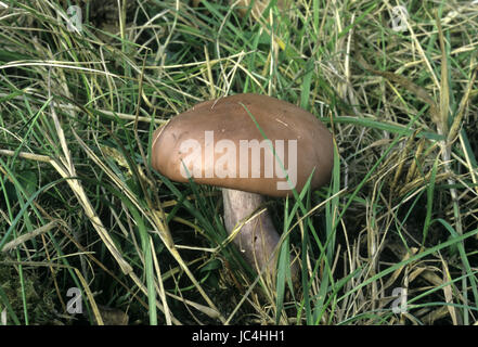 Campo Blewit - Lepista saeva Foto Stock