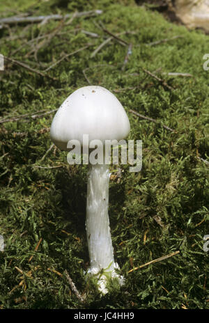 Angelo distruttore - Amanita virosa Foto Stock