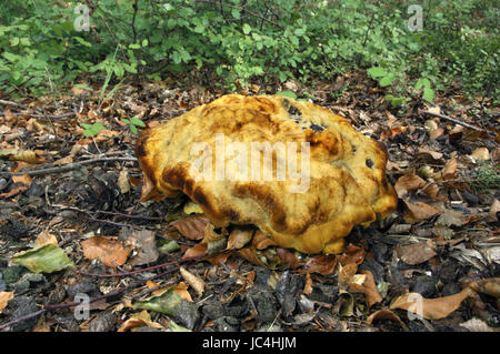 Dyer's Mazegill - Phaeolus schweinitzii Foto Stock