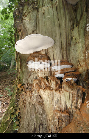 Staffa del sud - Ganoderma australe Foto Stock