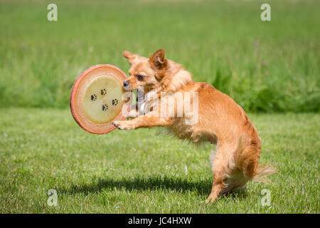 Ein kleiner brauner Hund spielt in einer Wiese mit einer Frisbee Scheibe Foto Stock
