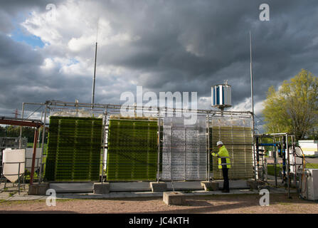 Germania, Amburgo Reitbrook, Eon Hansewerk, progetto di ricerca per la coltivazione di alghe per generare energia, biogas e biomassa / Deutschland, Amburgo Reitbrook, Eon Hansewerk, Projekt Energiegewinnung aus Mikroalgen, Kultivierung von Mikroalgen zur Erzeugung von und Biogas Biomasse Foto Stock