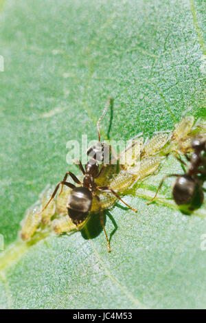 Due formiche pascolo afidi gruppo su foglie di noce close up Foto Stock