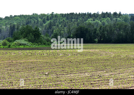 Il mais piantato in file nelle zone rurali del Massachusetts. Foto Stock