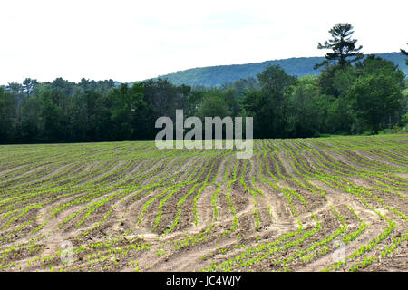 Il mais piantato in file nelle zone rurali del Massachusetts. Foto Stock