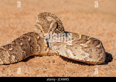 Un soffio sommatore (Bitis arietans) in posizione difensiva, Sud Africa Foto Stock