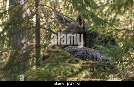 Alci o elk, Alces alces, femmina in piedi dietro un abete rosso Foto Stock