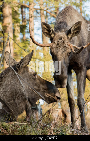 Alci o elk, Alces alces, mucca sdraiato e bull standing, fiutando ogni altra immagine verticale Foto Stock