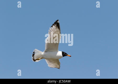 Pallas il gabbiano o grande nero0intitolata gabbiano (Larus ichthyaetus) adulti in estate piumaggio in volo contro il cielo blu, Mar Nero, Romania Foto Stock