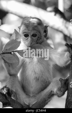 Primo piano della scimmia macaco Sri Lanka Foto Stock