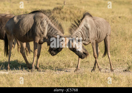 Il combattimento GNU Foto Stock