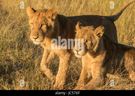 Fratelli di Leone Foto Stock