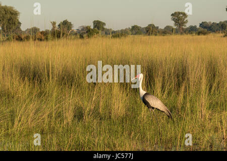 Gru di Wattled Foto Stock