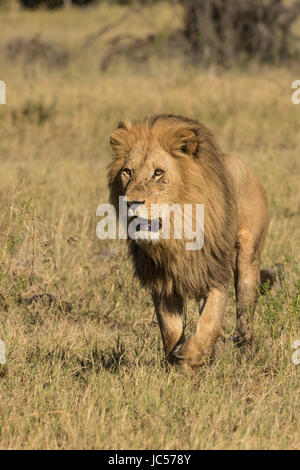 A piedi leone maschio Foto Stock