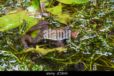 Rana nella piscina riproduttiva Foto Stock